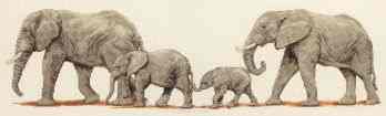 Набор для вышивания Anchor "Elephant Stroll" /Прогулка слонов/ 14*47см (состав: канва Aida 16, цветная схема, нитки Anchor, игла, инструкция), счетный крест